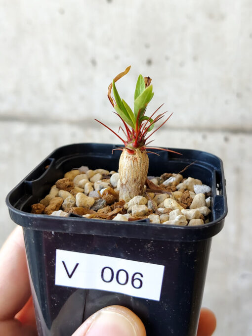 【現品限り】フォークイエリア・プルプシー【V6】 Fouquieria purpusii【植物】塊根植物 夏型 コーデックス