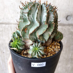 【現品限り】ユーフォルビア・ホリダ・アルバ【V60】 Euphorbia horrida Alba【植物】塊根植物 夏型 コーデックス