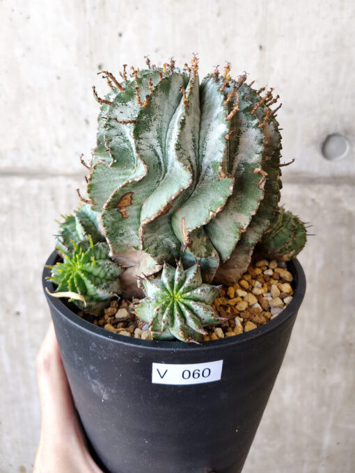 【現品限り】ユーフォルビア・ホリダ・アルバ【V60】 Euphorbia horrida Alba【植物】塊根植物 夏型 コーデックス