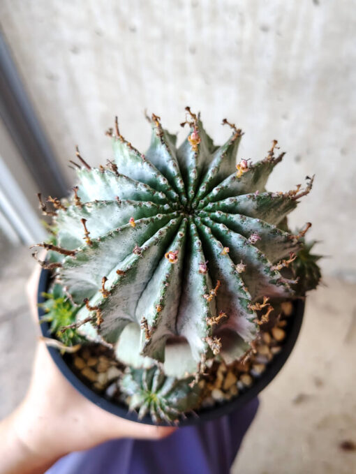 【現品限り】ユーフォルビア・ホリダ・アルバ【V60】 Euphorbia horrida Alba【植物】塊根植物 夏型 コーデックス - 画像 (2)
