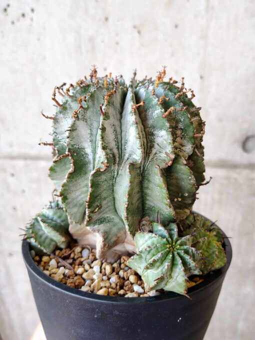【現品限り】ユーフォルビア・ホリダ・アルバ【V60】 Euphorbia horrida Alba【植物】塊根植物 夏型 コーデックス - 画像 (3)