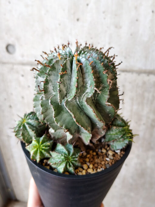 【現品限り】ユーフォルビア・ホリダ・アルバ【V60】 Euphorbia horrida Alba【植物】塊根植物 夏型 コーデックス - 画像 (4)