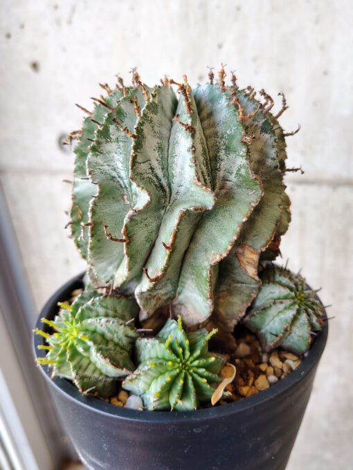 【現品限り】ユーフォルビア・ホリダ・アルバ【V60】 Euphorbia horrida Alba【植物】塊根植物 夏型 コーデックス - 画像 (5)