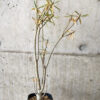 【現品限り】ユーフォルビア・バルサミフェラ【V61】 Euphorbia balsamifera【植物】塊根植物 夏型 コーデックス