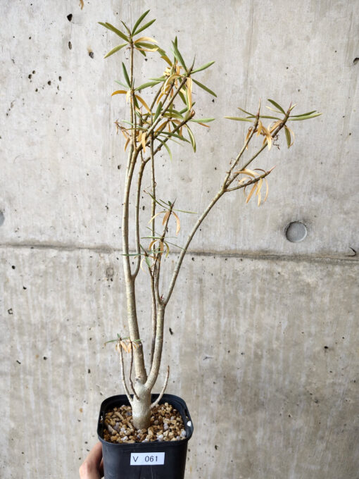 【現品限り】ユーフォルビア・バルサミフェラ【V61】 Euphorbia balsamifera【植物】塊根植物 夏型 コーデックス