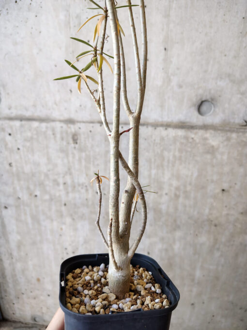 【現品限り】ユーフォルビア・バルサミフェラ【V61】 Euphorbia balsamifera【植物】塊根植物 夏型 コーデックス - 画像 (3)