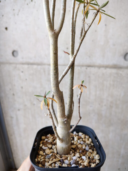【現品限り】ユーフォルビア・バルサミフェラ【V61】 Euphorbia balsamifera【植物】塊根植物 夏型 コーデックス - 画像 (5)