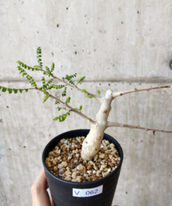 【現品限り】ボスウェリア・ネグレクタ 実生【V62】 Boswellia neglecta【植物】塊根植物 夏型 コーデックス