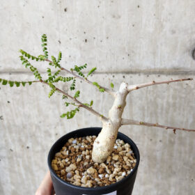 【現品限り】ボスウェリア・ネグレクタ 実生【V62】 Boswellia neglecta【植物】塊根植物 夏型 コーデックス