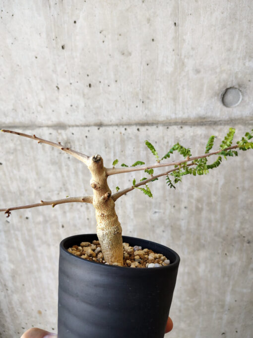 【現品限り】ボスウェリア・ネグレクタ 実生【V62】 Boswellia neglecta【植物】塊根植物 夏型 コーデックス - 画像 (4)