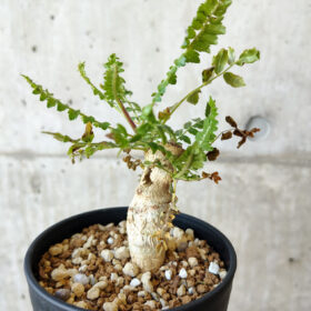 【現品限り】ボスウェリア・ネグレクタ 実生【V63】 Boswellia neglecta【植物】塊根植物 夏型 コーデックス