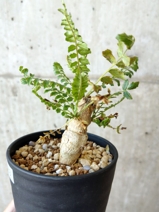 【現品限り】ボスウェリア・ネグレクタ 実生【V63】 Boswellia neglecta【植物】塊根植物 夏型 コーデックス - 画像 (3)