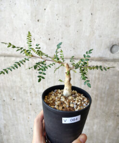 【現品限り】ボスウェリア・ネグレクタ 実生【V64】 Boswellia neglecta【植物】塊根植物 夏型 コーデックス
