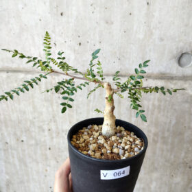 【現品限り】ボスウェリア・ネグレクタ 実生【V64】 Boswellia neglecta【植物】塊根植物 夏型 コーデックス