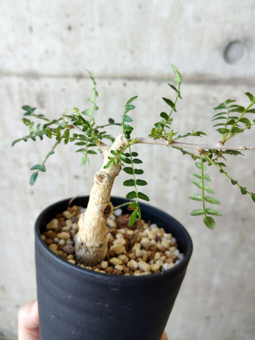 【現品限り】ボスウェリア・ネグレクタ 実生【V64】 Boswellia neglecta【植物】塊根植物 夏型 コーデックス - 画像 (5)