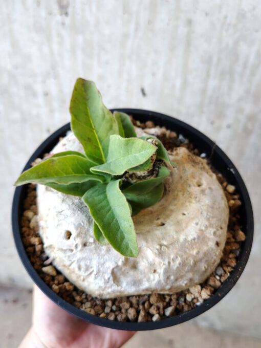 【現品限り】ブラキステルマ・バーベラエ 竜卵窟 現地株 約1年半管理【V65】 Brachystelma barberae【植物】塊根植物 夏型 コーデックス - 画像 (2)