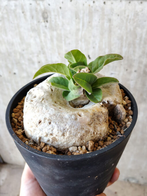 【現品限り】ブラキステルマ・バーベラエ 竜卵窟 現地株 約1年半管理【V65】 Brachystelma barberae【植物】塊根植物 夏型 コーデックス - 画像 (3)