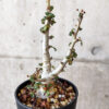 【現品限り】ボスウェリア・ナナ 大株【V66】 Boswellia nana【植物】塊根植物 夏型 コーデックス