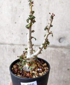 【現品限り】ボスウェリア・ナナ 大株【V66】 Boswellia nana【植物】塊根植物 夏型 コーデックス