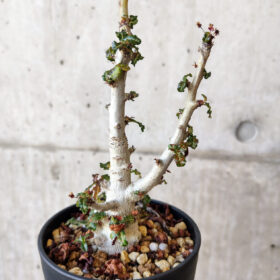 【現品限り】ボスウェリア・ナナ 大株【V66】 Boswellia nana【植物】塊根植物 夏型 コーデックス