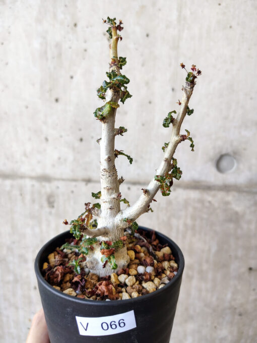 【現品限り】ボスウェリア・ナナ 大株【V66】 Boswellia nana【植物】塊根植物 夏型 コーデックス