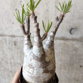 【現品限り】パキポディウム・グラキリス 現地株 発根済み 長期管理【V67】 Pachypodium gracilius【植物】塊根植物 夏型 コーデックス