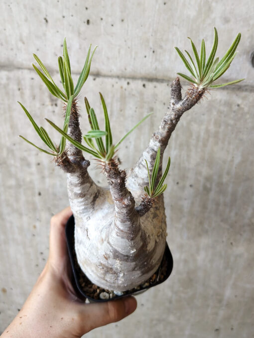 【現品限り】パキポディウム・グラキリス 現地株 発根済み 長期管理【V67】 Pachypodium gracilius【植物】塊根植物 夏型 コーデックス - 画像 (2)