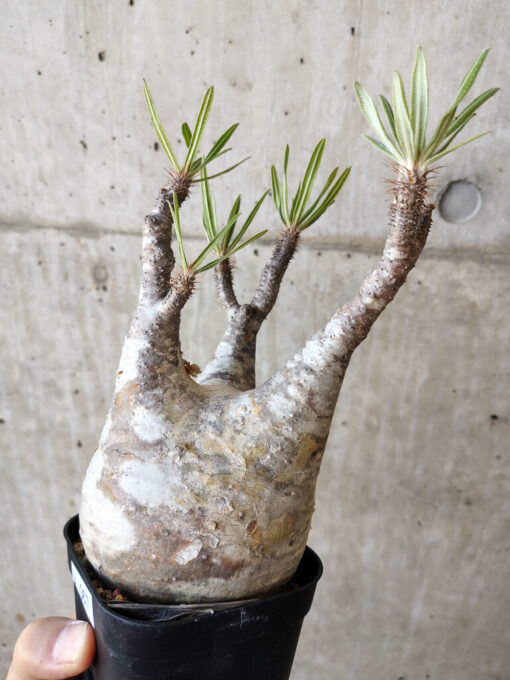 【現品限り】パキポディウム・グラキリス 現地株 発根済み 長期管理【V67】 Pachypodium gracilius【植物】塊根植物 夏型 コーデックス - 画像 (3)