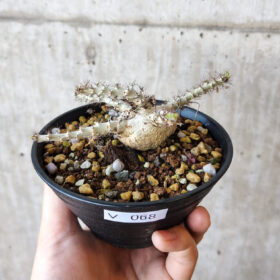 【現品限り】ヤトロファ・マルギナータ【V68】 Jatropha marginata【植物】塊根植物 夏型 コーデックス