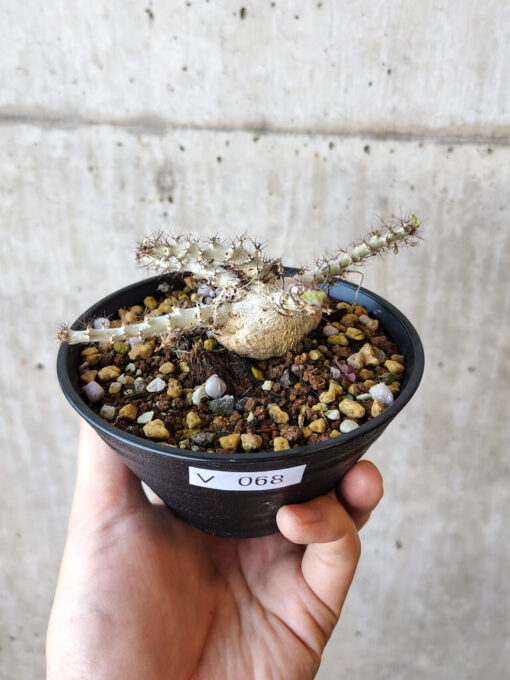 【現品限り】ヤトロファ・マルギナータ【V68】 Jatropha marginata【植物】塊根植物 夏型 コーデックス