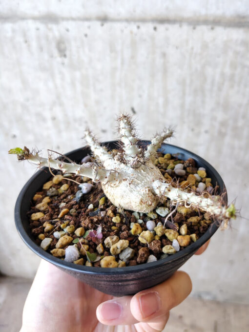【現品限り】ヤトロファ・マルギナータ【V68】 Jatropha marginata【植物】塊根植物 夏型 コーデックス - 画像 (3)
