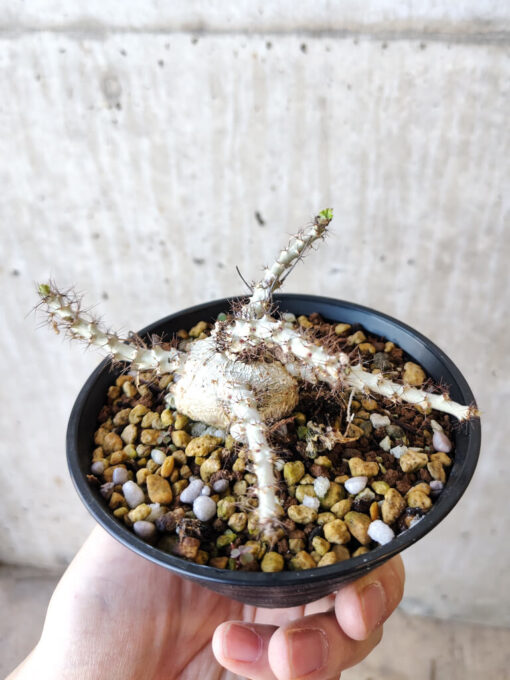 【現品限り】ヤトロファ・マルギナータ【V68】 Jatropha marginata【植物】塊根植物 夏型 コーデックス - 画像 (5)