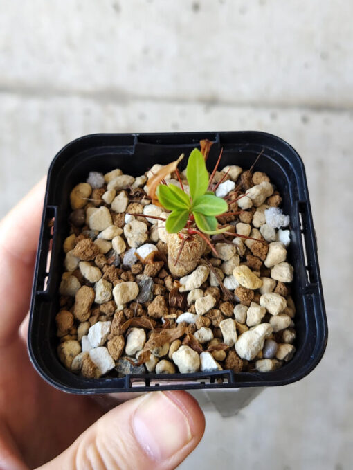 【現品限り】フォークイエリア・プルプシー【V6】 Fouquieria purpusii【植物】塊根植物 夏型 コーデックス - 画像 (2)