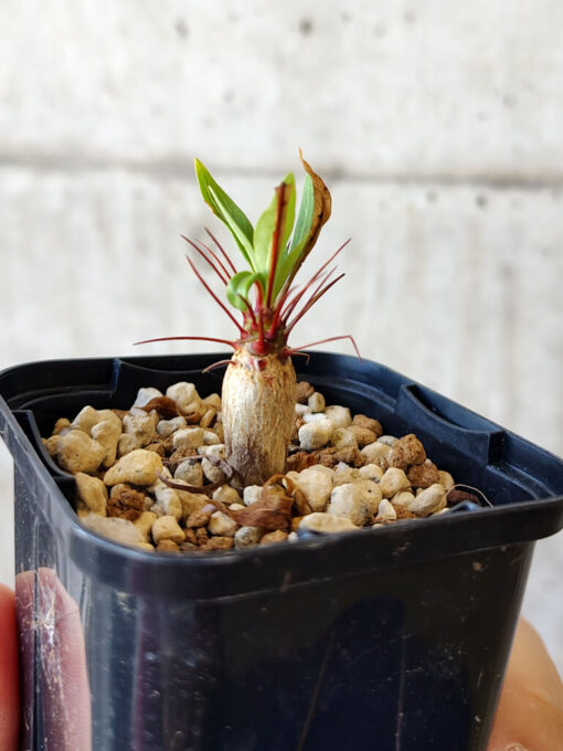 【現品限り】フォークイエリア・プルプシー【V6】 Fouquieria purpusii【植物】塊根植物 夏型 コーデックス - 画像 (3)
