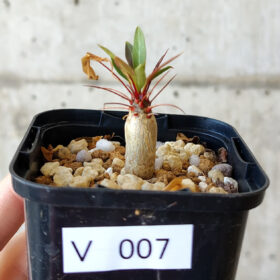 【現品限り】フォークイエリア・プルプシー【V7】 Fouquieria purpusii【植物】塊根植物 夏型 コーデックス