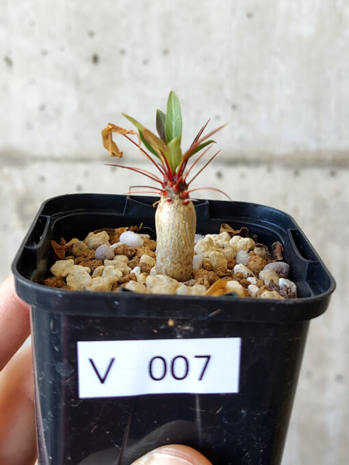 【現品限り】フォークイエリア・プルプシー【V7】 Fouquieria purpusii【植物】塊根植物 夏型 コーデックス