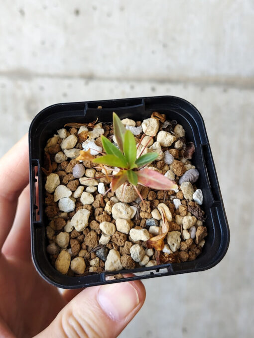 【現品限り】フォークイエリア・プルプシー【V7】 Fouquieria purpusii【植物】塊根植物 夏型 コーデックス - 画像 (2)