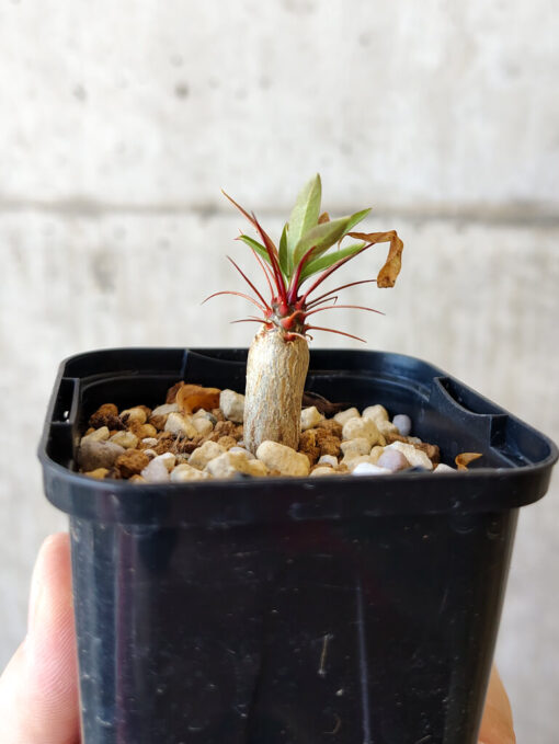 【現品限り】フォークイエリア・プルプシー【V7】 Fouquieria purpusii【植物】塊根植物 夏型 コーデックス - 画像 (3)