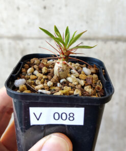 【現品限り】フォークイエリア・プルプシー【V8】 Fouquieria purpusii【植物】塊根植物 夏型 コーデックス