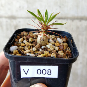 【現品限り】フォークイエリア・プルプシー【V8】 Fouquieria purpusii【植物】塊根植物 夏型 コーデックス