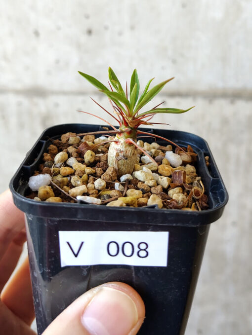 【現品限り】フォークイエリア・プルプシー【V8】 Fouquieria purpusii【植物】塊根植物 夏型 コーデックス
