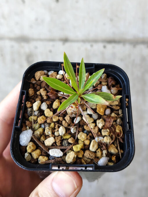 【現品限り】フォークイエリア・プルプシー【V8】 Fouquieria purpusii【植物】塊根植物 夏型 コーデックス - 画像 (2)