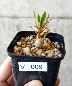 【現品限り】フォークイエリア・プルプシー【V9】 Fouquieria purpusii【植物】塊根植物 夏型 コーデックス