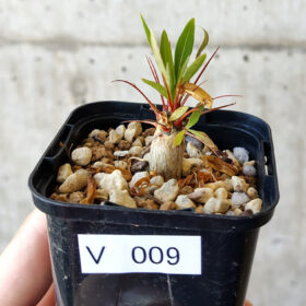 【現品限り】フォークイエリア・プルプシー【V9】 Fouquieria purpusii【植物】塊根植物 夏型 コーデックス
