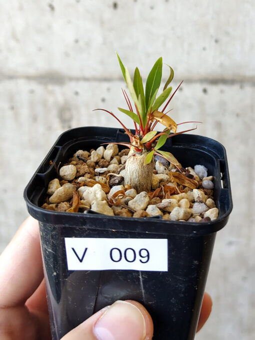 【現品限り】フォークイエリア・プルプシー【V9】 Fouquieria purpusii【植物】塊根植物 夏型 コーデックス