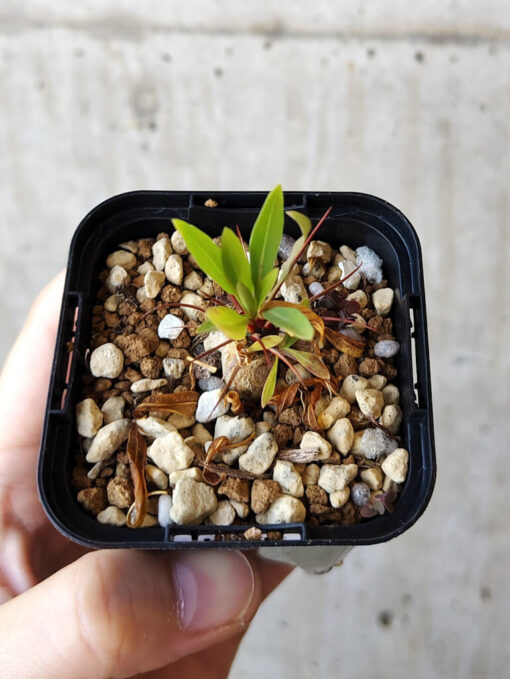 【現品限り】フォークイエリア・プルプシー【V9】 Fouquieria purpusii【植物】塊根植物 夏型 コーデックス - 画像 (2)