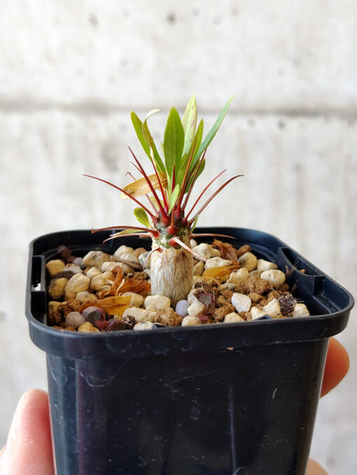 【現品限り】フォークイエリア・プルプシー【V9】 Fouquieria purpusii【植物】塊根植物 夏型 コーデックス - 画像 (3)