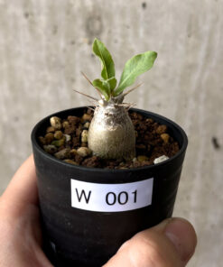 【現品限り】パキポディウム・レアリー【W1】 Pachypodium lealii【植物】塊根植物 夏型 コーデックス