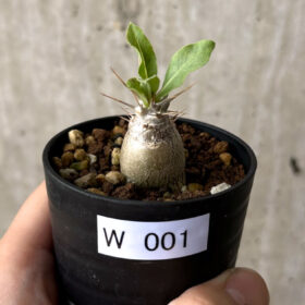 【現品限り】パキポディウム・レアリー【W1】 Pachypodium lealii【植物】塊根植物 夏型 コーデックス