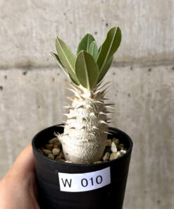 【現品限り】パキポディウム・デンシフローラム【W10】 Pachypodium densiflorum【植物】塊根植物 夏型 コーデックス